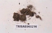 藏品(鳳尾苔屬)的圖片